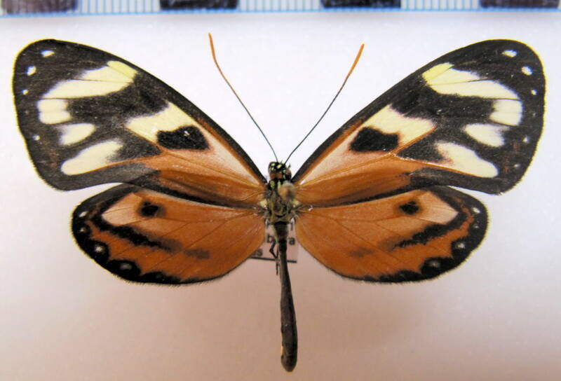 ithomia_iphaniassa_sspm_eq-standard.jpg