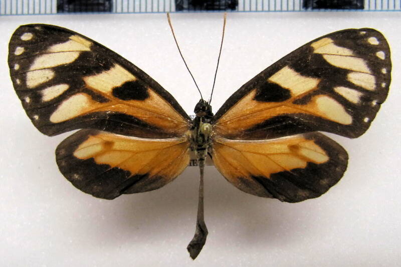 ithomia_iphianassa_anaphissa_f_col-standard.jpg