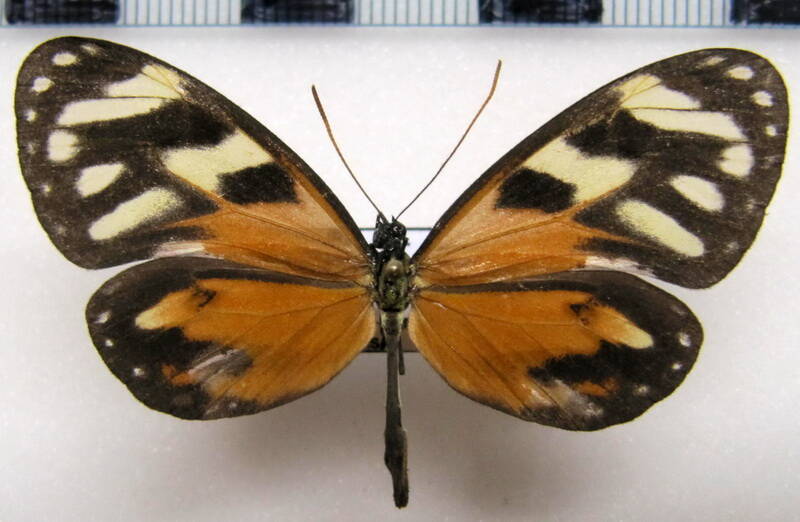 ithomia_iphianassa_anaphissa_f_eq-standard.jpg