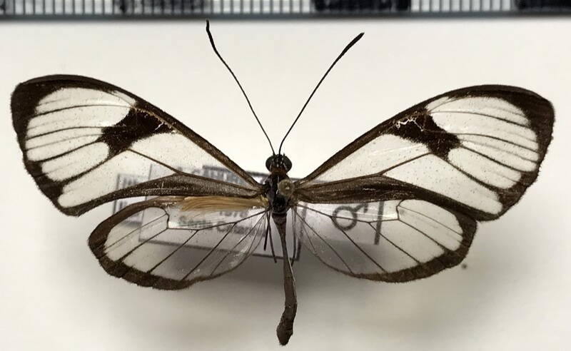 ithomia_lichyi_m_Brésil
