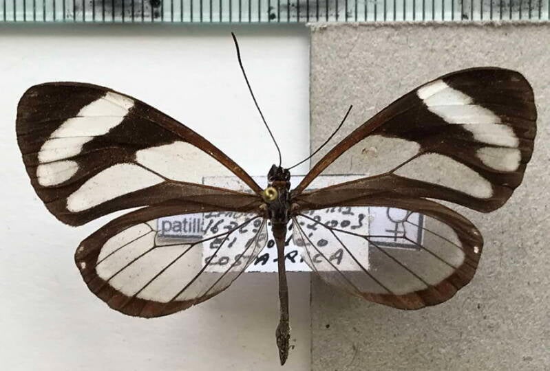 ithomia_patilla_f_Costa Rica