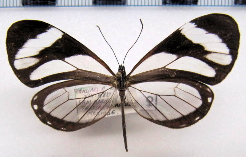 ithomia_patilla_f_Mexique