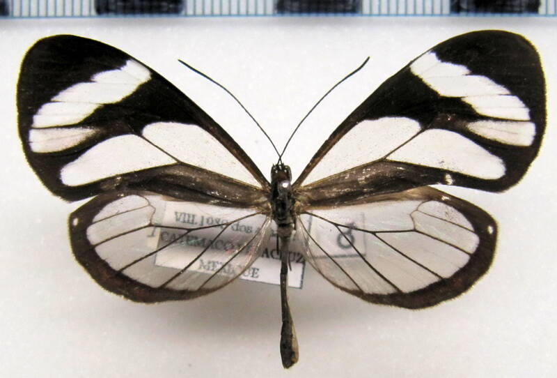 ithomia_patilla_m_Mexique