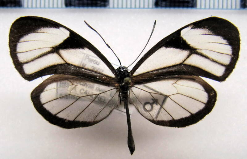ithomia_salapia-ardea_m_perou-standard.jpg