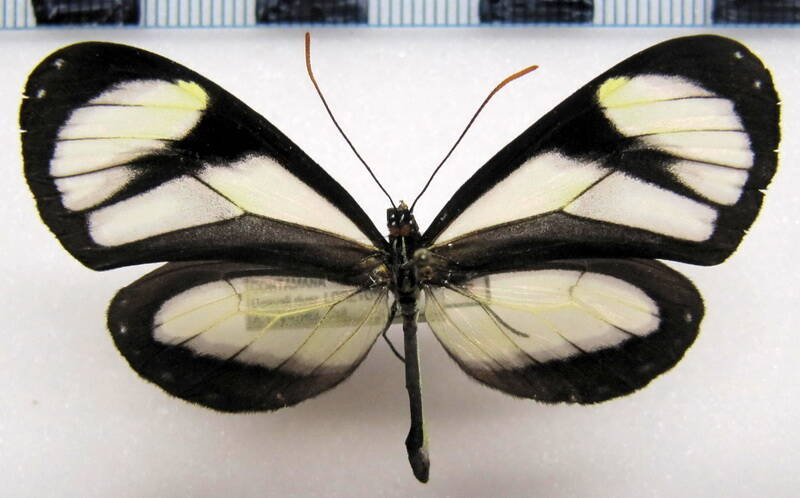 ithomia_salapia-salapia_f02_perou-standard.jpg