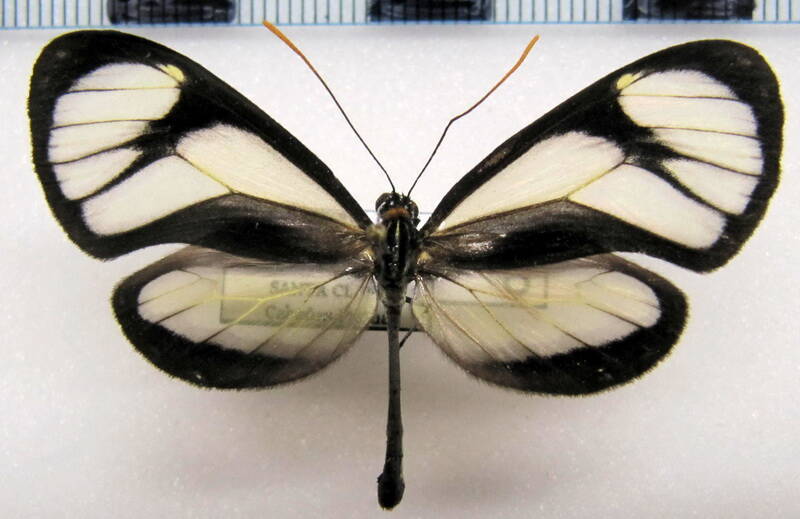 ithomia_salapia-salapia_m_eq-standard-tamjyg.jpg