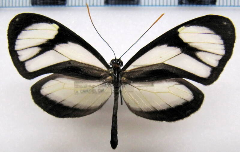 ithomia_salapia-salapia_m_perou-standard.jpg