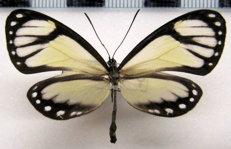 ithomia_salapia_derasa_f_perou-standard.jpg