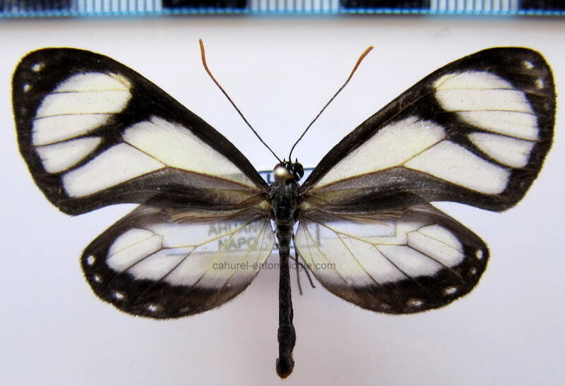 ithomia_salapia_derasa_m02_eq-standard.jpg