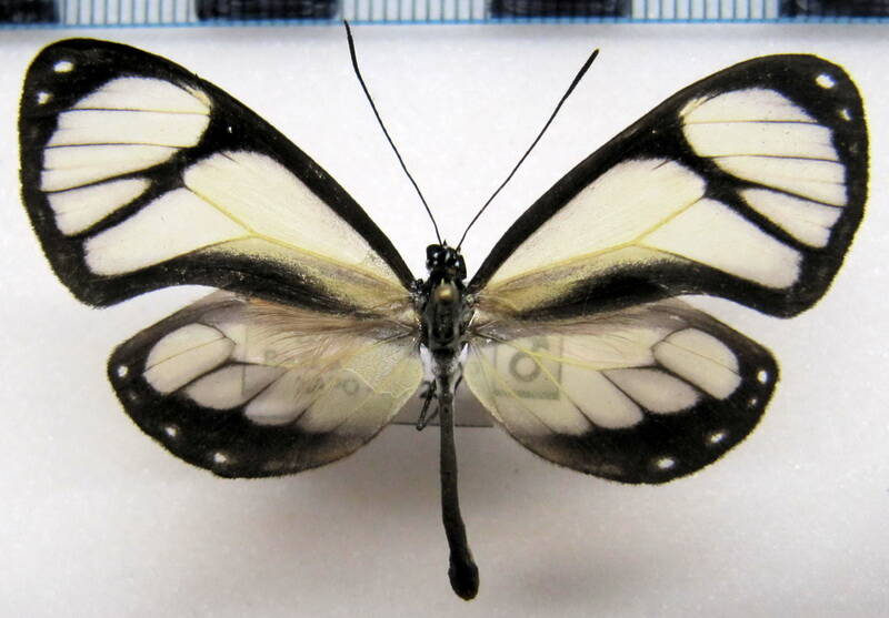 ithomia_salapia_derasa_m_eq-standard-rtimyc.jpg