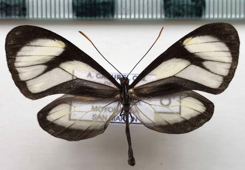 ithomia_salapia_diaphana_m_per-standard.jpg