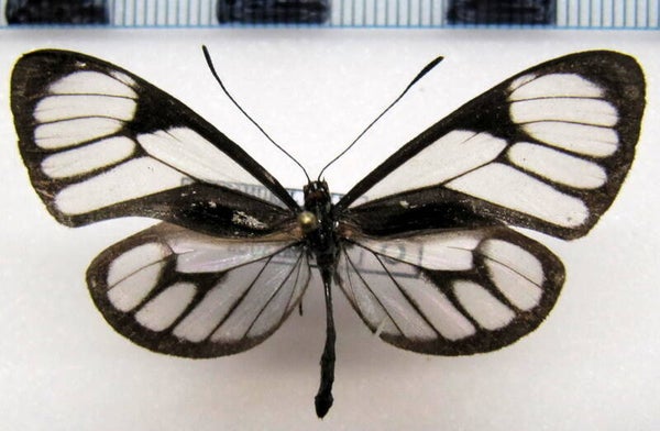 Ithomia terra jasinskyi  mâle A1- Equateur