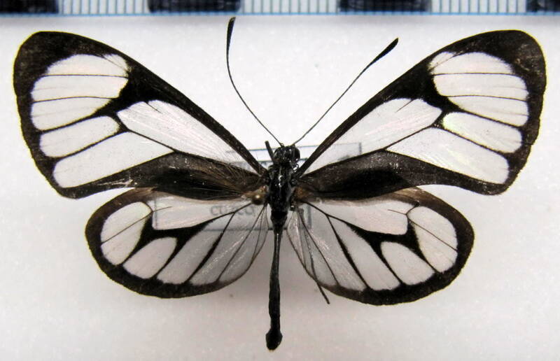 ithomia_terra_jasinskii_m_perou-standard.jpg