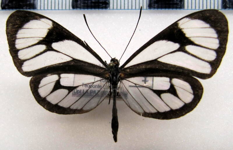 ithomia_terra_terra_f_bol-standard.jpg