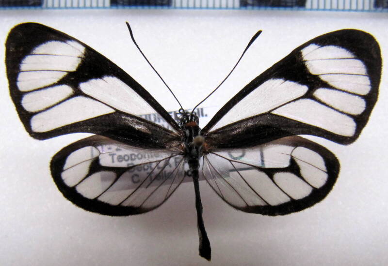 ithomia_terra_terra_m02_bol-standard.jpg