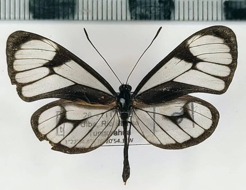 ithomia_terra_terrana_m_eq-standard.jpg