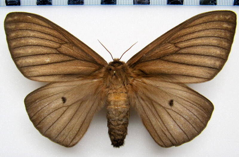 ithomisa_kinkelini_arg_f-standard.jpg