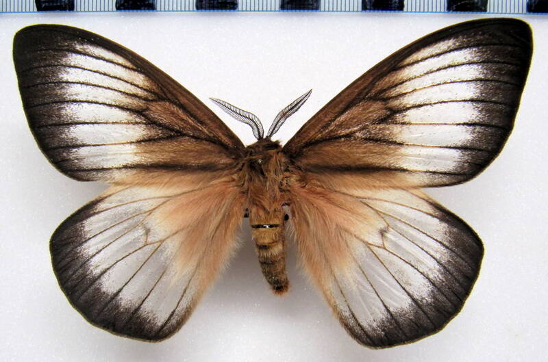 ithomisa_kinkelini_arg_m-standard.jpg