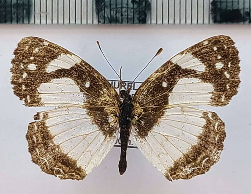 janatella_leucodesma_m_vnz-standard.jpg