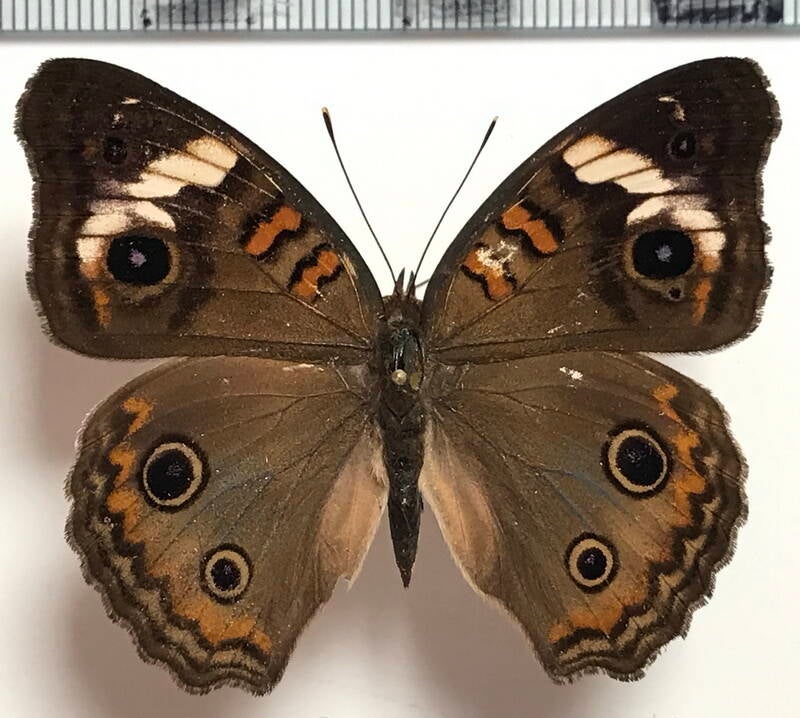 junonia_evarete_m03_gf-standard.jpg