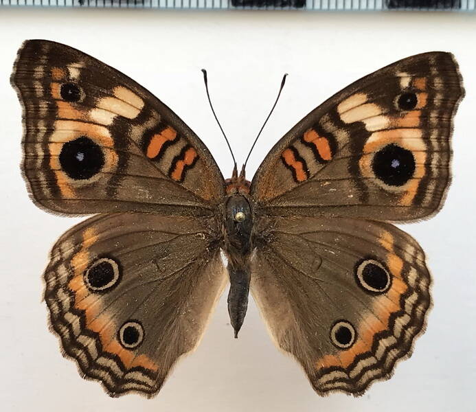 junonia_evarete_m_gf-standard.jpg