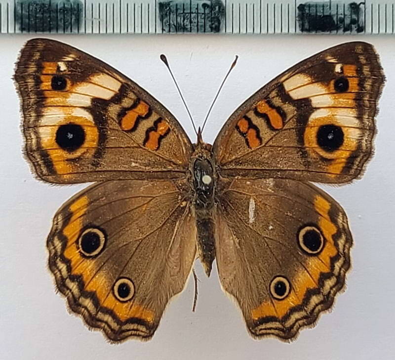 junonia_evarete_zonalis_m02_vnz-standard.jpg