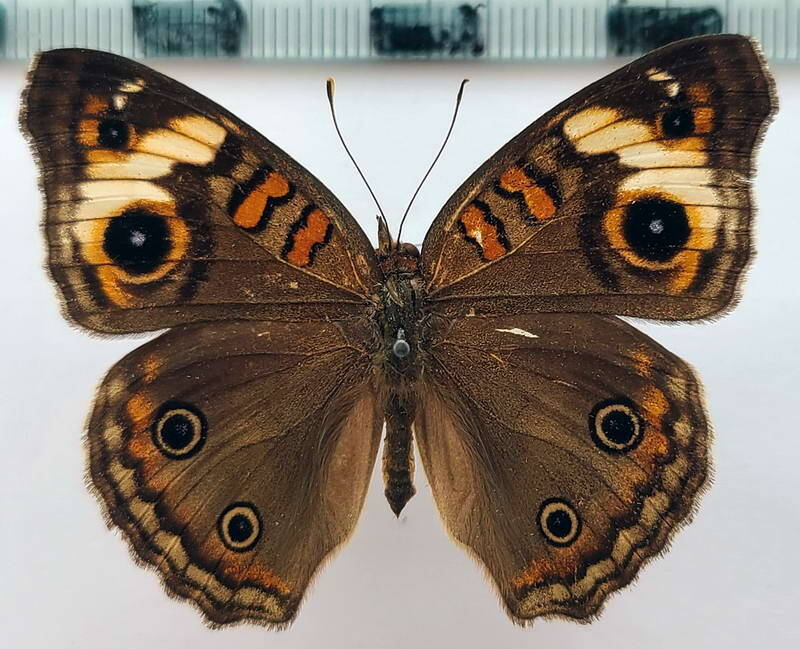 junonia_evarete_zonalis_m_vnz-standard.jpg