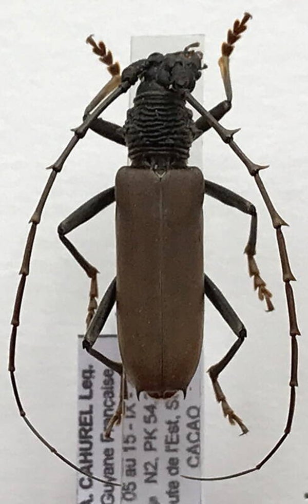 Jupoata rufipennis  mâle   Equateur