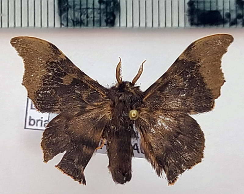 Lacosoma_briasia_m02_Guyane fr