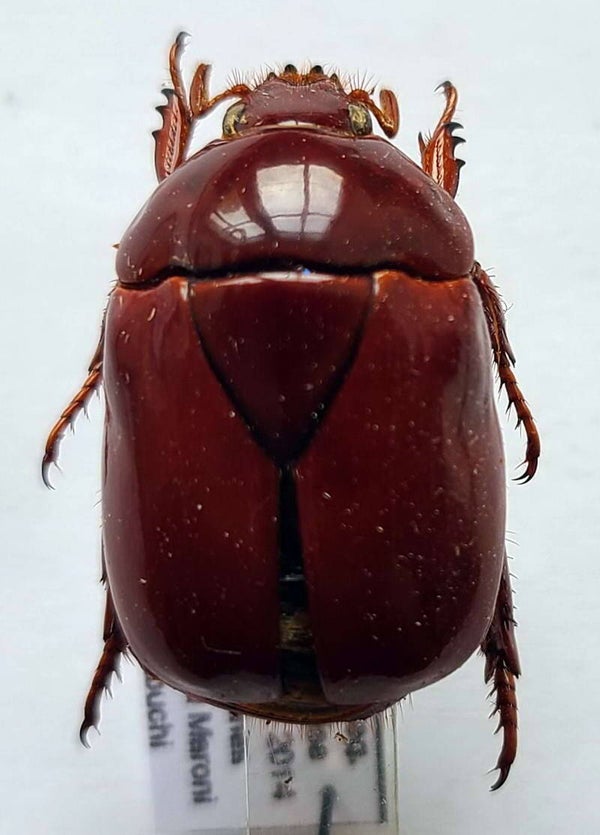 Lagochile brunnea  Guyane française