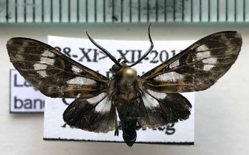 laguerrellus_banoca_m_cr-standard.jpg