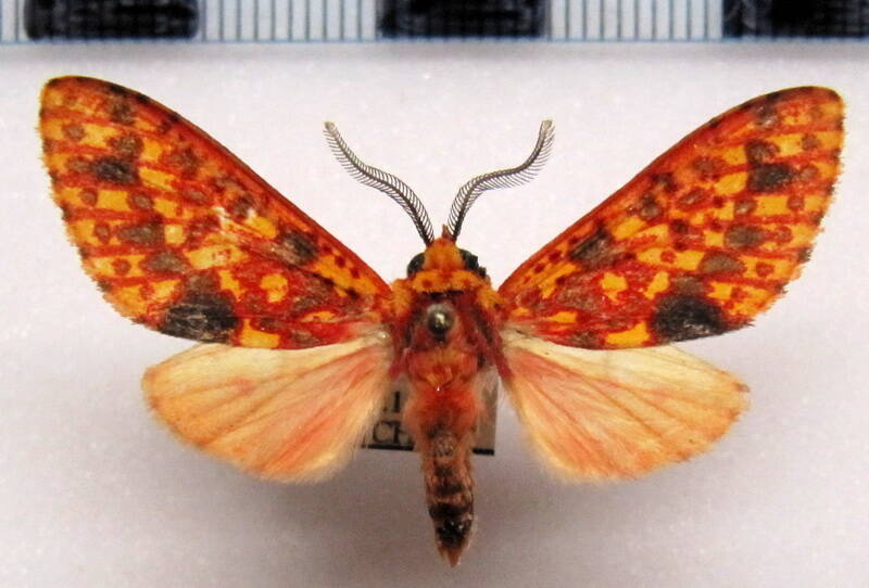 lampruna_perflua_rosea_strigifera_eq-standard.jpg
