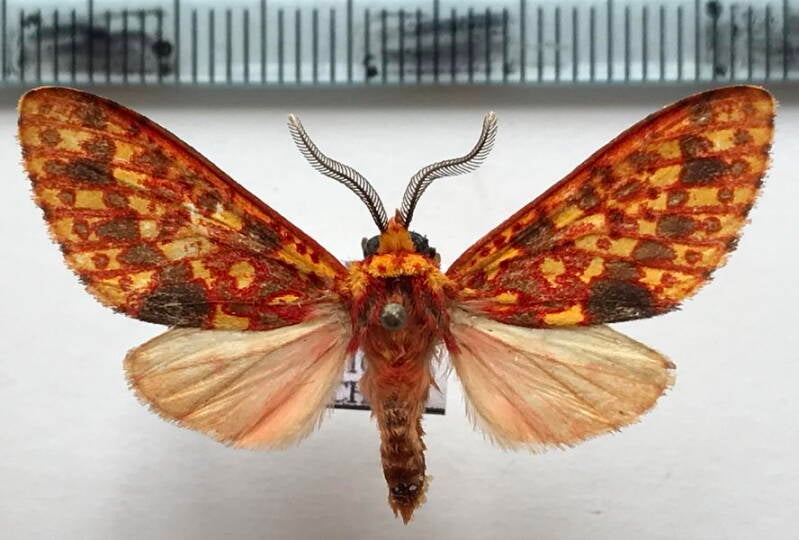 lampruna_perflua_rosea_strigifera_m_eq-standard.jpg