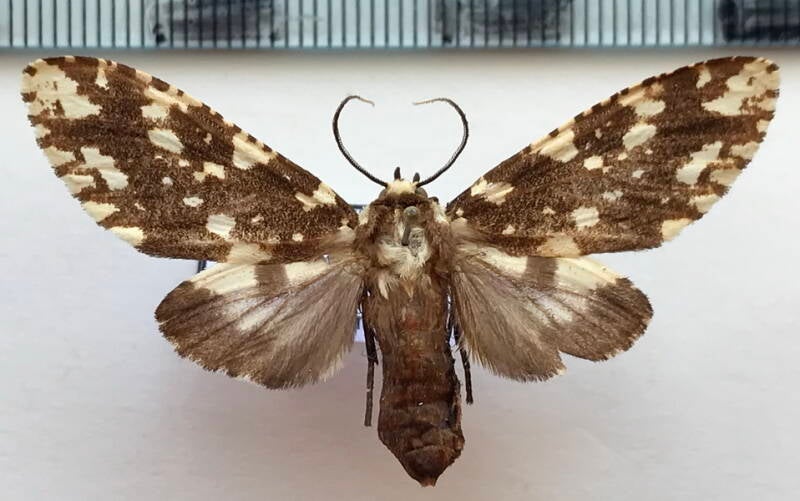 lampruna_punctata_f02_bol-standard.jpg