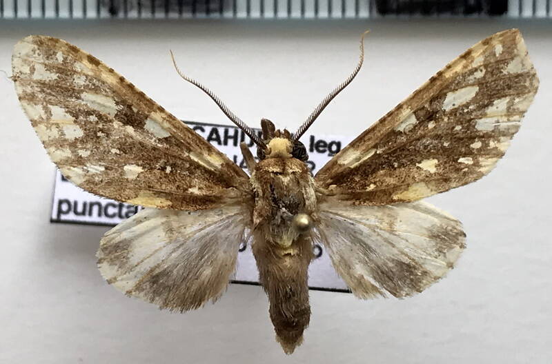 lampruna_punctata_m02_eq-standard.jpg