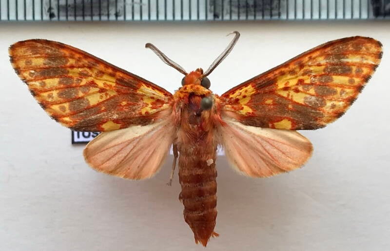 lampruna_rosea_m_col-standard.jpg