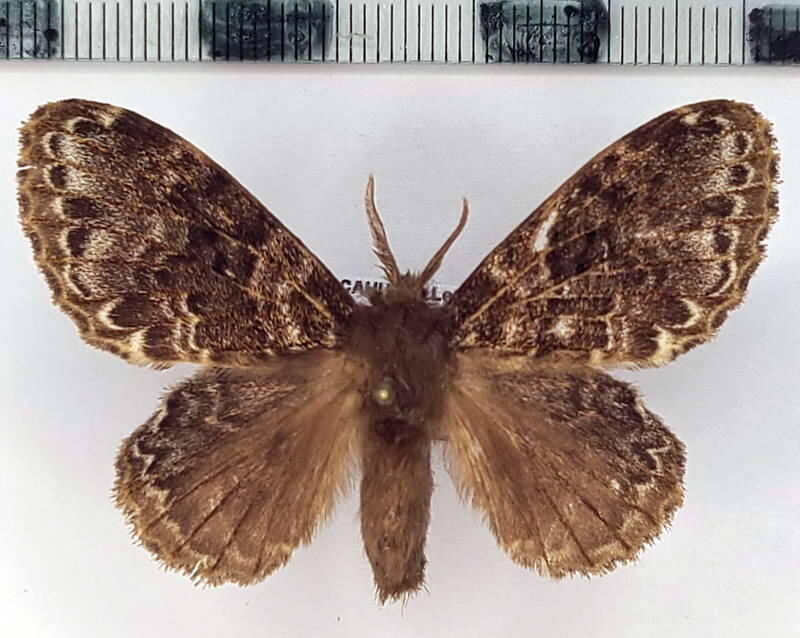 lasiocampidae-sp968_m_eq-standard.jpg