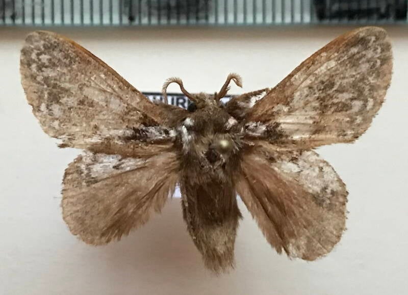 lasiocampidae_sp183_m_Equateur