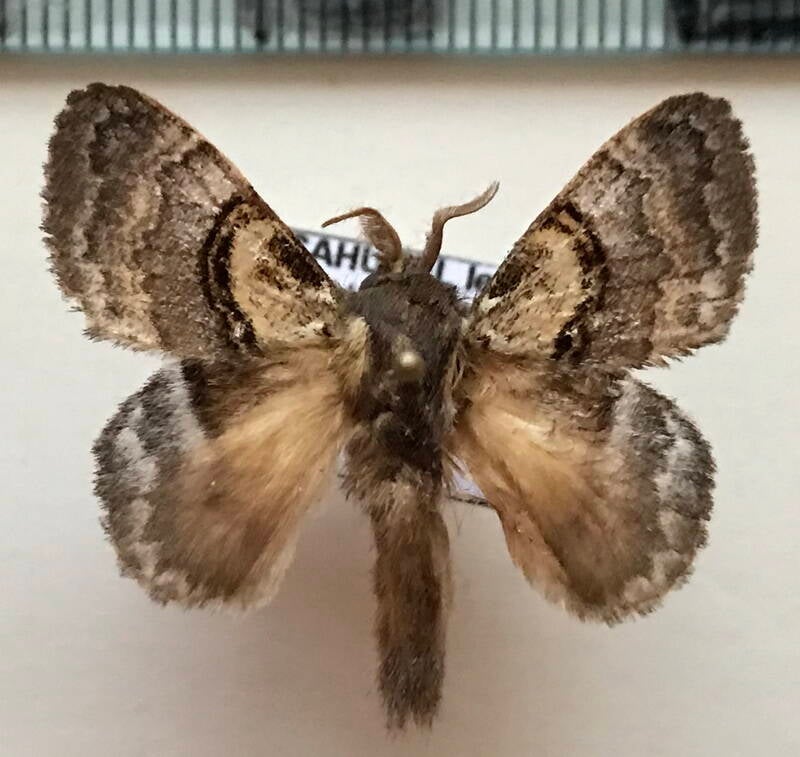 lasiocampidae_sp406_m_Equateur