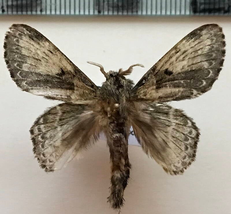 lasiocampidae_sp407_m_Equateur