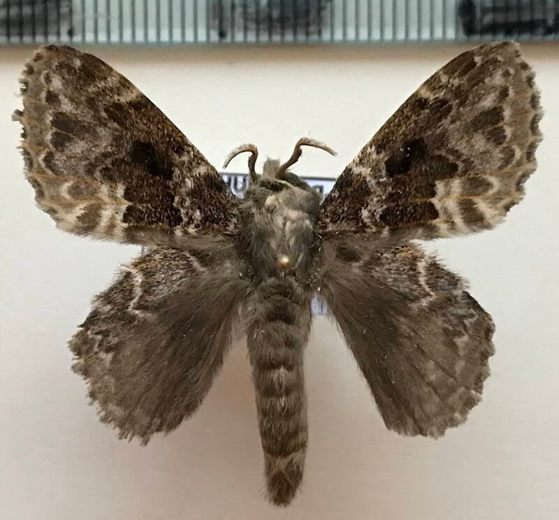 lasiocampidae_sp408_m_Equateur