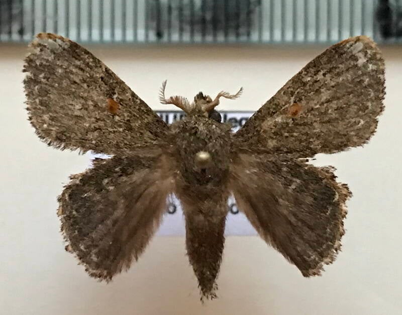 lasiocampidae_sp409_m_Equateur