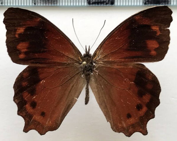 Lasiophila zapatoza mâle A1- Equateur