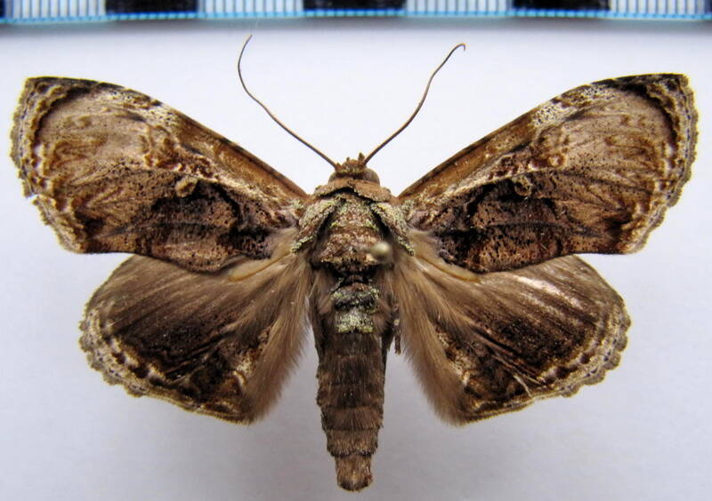 lepidodes_limbulata01_gf-standard.jpg