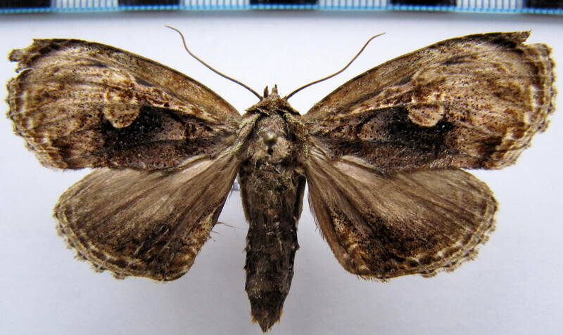 lepidodes_limbulata02_gf-standard.jpg