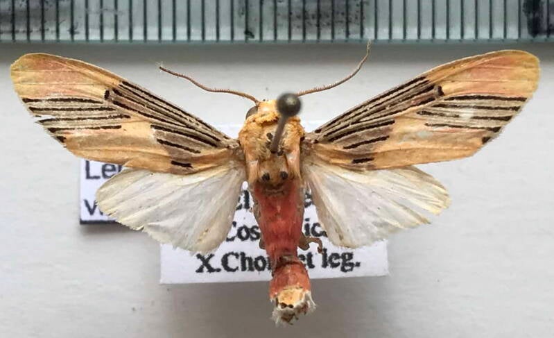 lepidokirbyia_vittipes_m_cr-standard.jpg