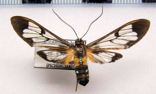 Lepidoneiva parambae mâle A1- Equateur