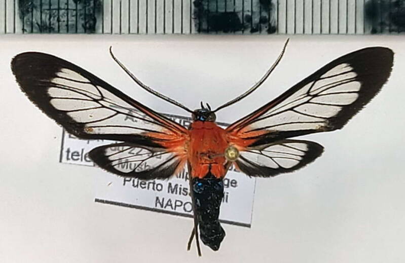 lepidoneiva_telephus_m_eq-standard.jpg