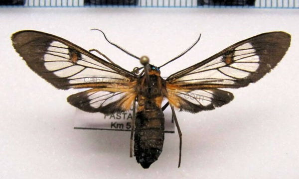 Lepidoneiva teuthras mâle A1- Equateur