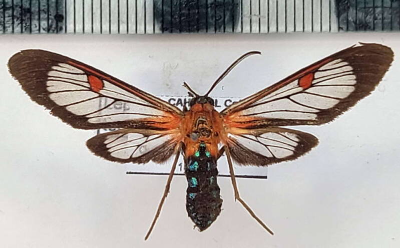 lepidoneiva_teuthras_m_per-standard.jpg